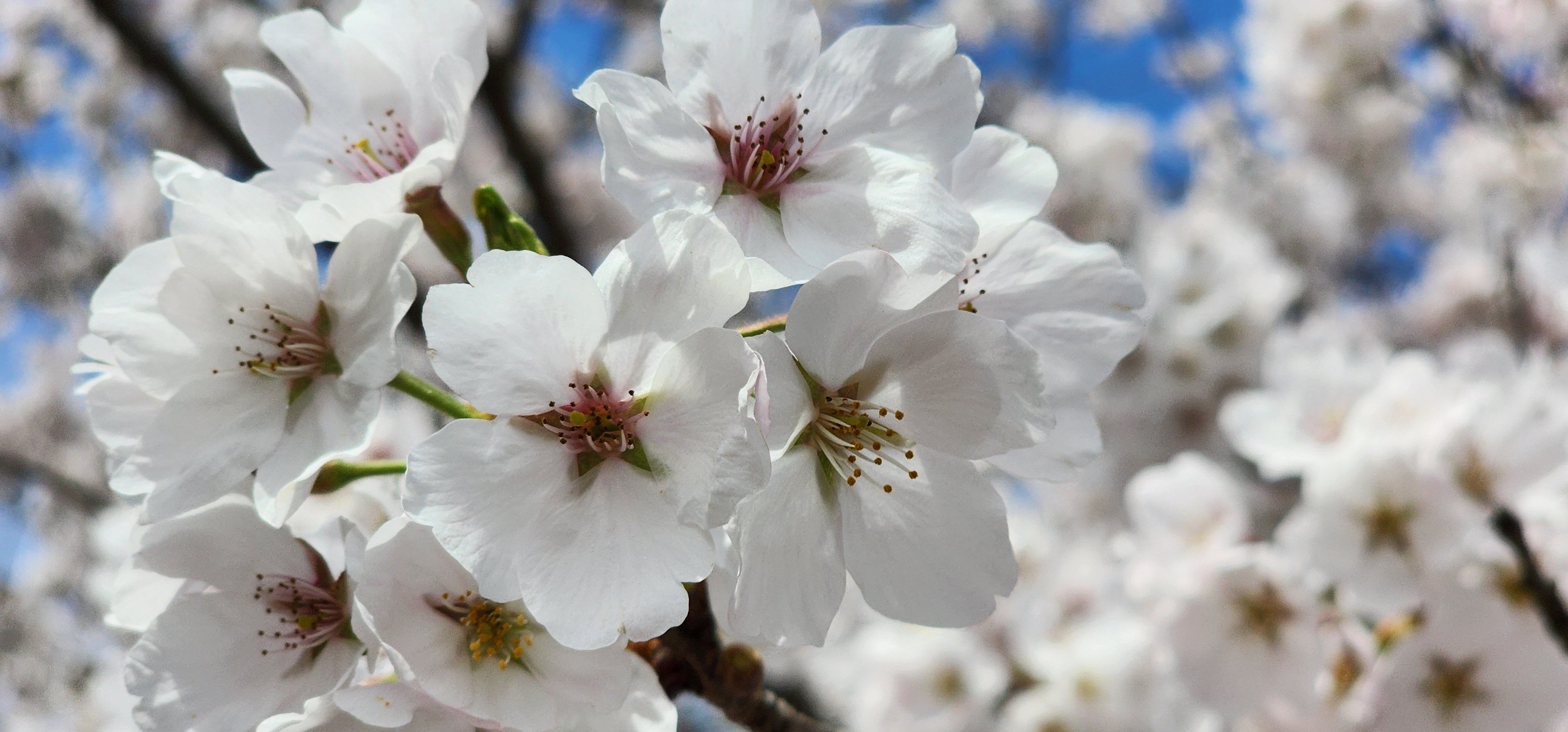 벚꽃이 만개한 오부초 놀러 오세요~!!